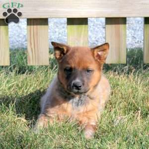 Captain, Blue Heeler – Australian Cattle Dog Puppy