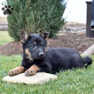 Captain, German Shepherd Puppy