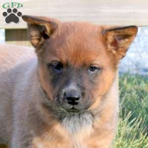 Captain, Blue Heeler – Australian Cattle Dog Puppy