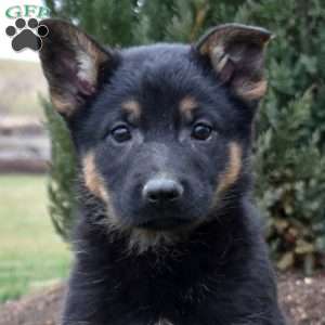 Captain, German Shepherd Puppy