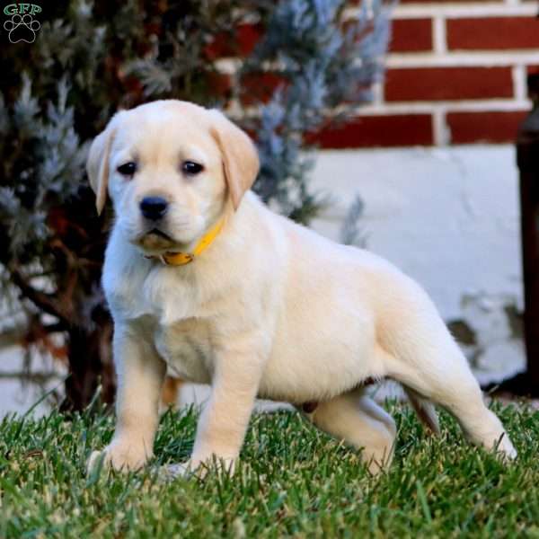 Captain, Fox Red Labrador Retriever Puppy