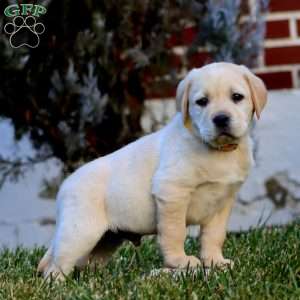 Captain, Fox Red Labrador Retriever Puppy