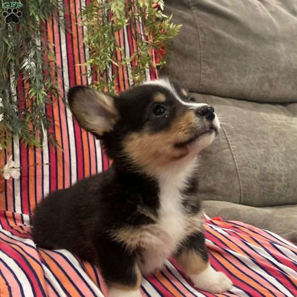 Caramel, Pembroke Welsh Corgi Puppy