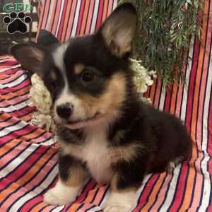 Caramel, Pembroke Welsh Corgi Puppy