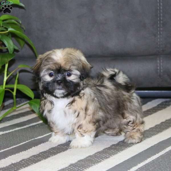 Carla, Teddy Bear Puppy