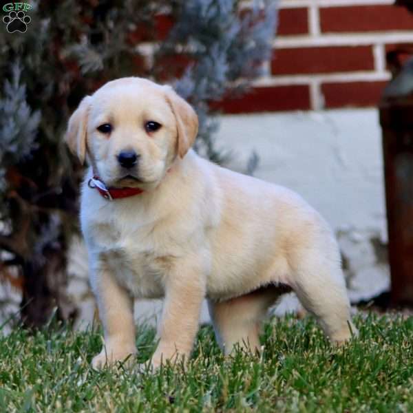 Carla, Fox Red Labrador Retriever Puppy