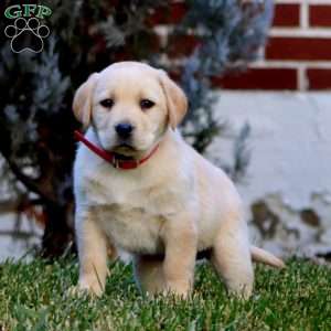 Carla, Fox Red Labrador Retriever Puppy