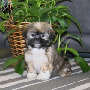 Carla, Teddy Bear Puppy