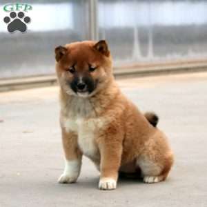 Carla, Shiba Inu Puppy