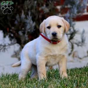 Carla, Fox Red Labrador Retriever Puppy