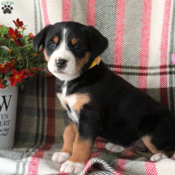Carmel, Greater Swiss Mountain Dog Puppy