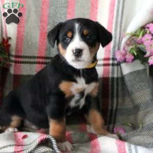 Carmel, Greater Swiss Mountain Dog Puppy
