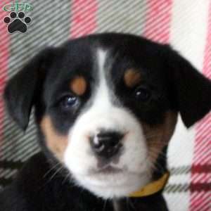 Carmel, Greater Swiss Mountain Dog Puppy