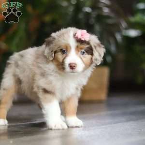 Carmella, Miniature Australian Shepherd Puppy