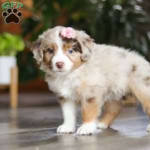 Carmella, Miniature Australian Shepherd Puppy