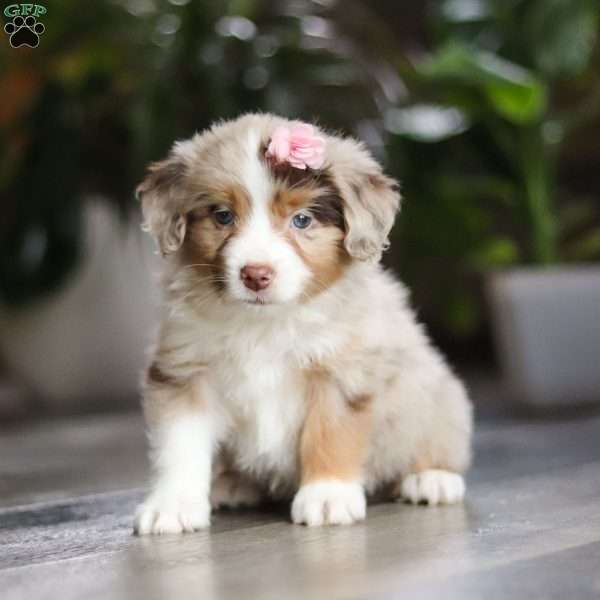 Carmella, Miniature Australian Shepherd Puppy