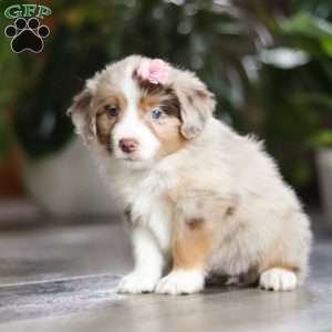Carmella, Miniature Australian Shepherd Puppy