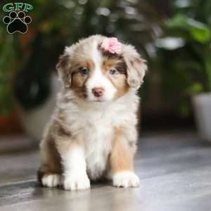 Carmella, Miniature Australian Shepherd Puppy