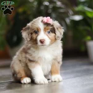 Carmella, Miniature Australian Shepherd Puppy