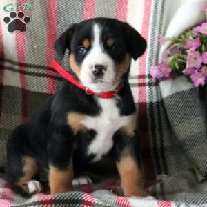 Carol, Greater Swiss Mountain Dog Puppy