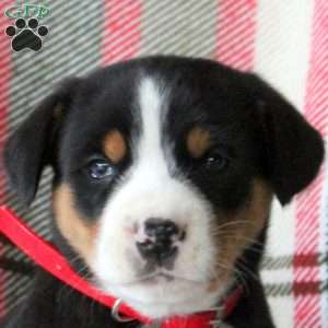 Carol, Greater Swiss Mountain Dog Puppy
