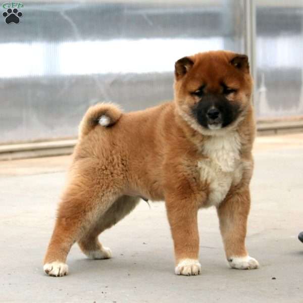 Carson, Shiba Inu Puppy