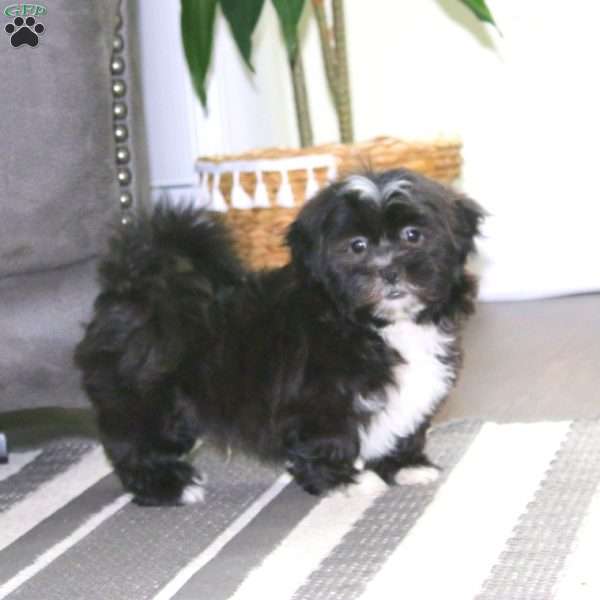 Carson, Teddy Bear Puppy