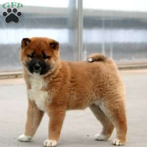 Carson, Shiba Inu Puppy