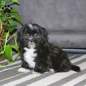 Carson, Teddy Bear Puppy