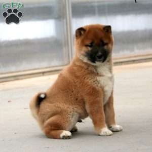 Carson, Shiba Inu Puppy