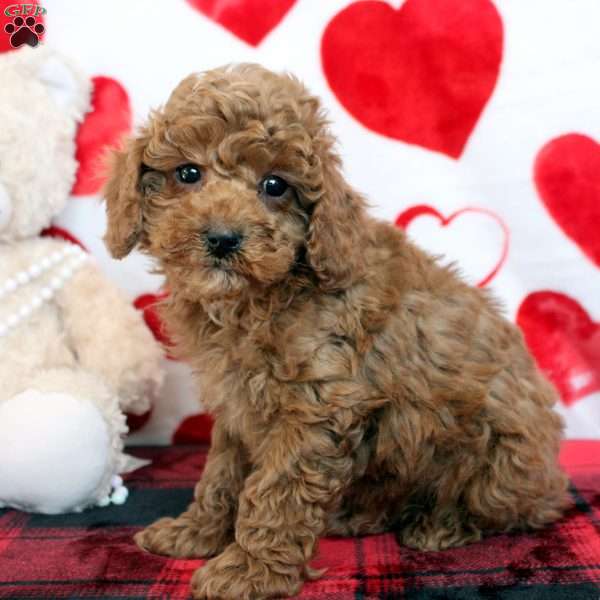 Carter, Miniature Poodle Puppy