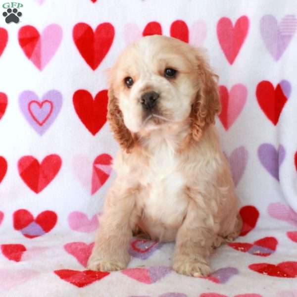 Carter, Cocker Spaniel Puppy