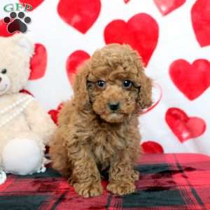 Carter, Miniature Poodle Puppy