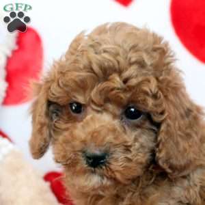 Carter, Miniature Poodle Puppy