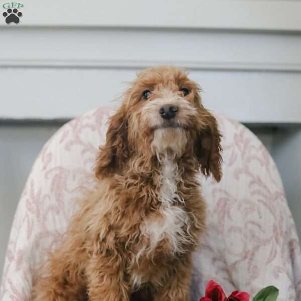 Carter, Cockapoo Puppy