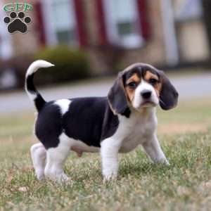 Cash, Beagle Puppy