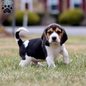 Cash, Beagle Puppy