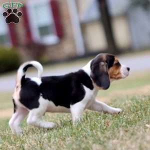 Cash, Beagle Puppy