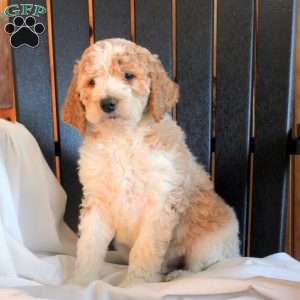 Caspian, Goldendoodle Puppy
