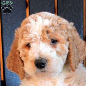Caspian, Goldendoodle Puppy