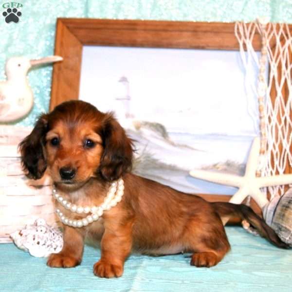 Cassandra-Mini, Dachshund Puppy