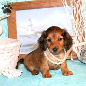 Cassandra-Mini, Dachshund Puppy