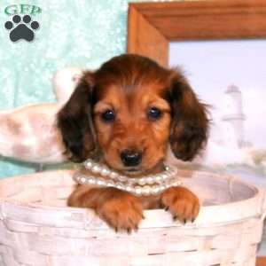 Cassandra-Mini, Dachshund Puppy