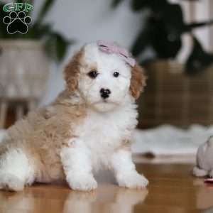 Cassie, Sheepadoodle Puppy