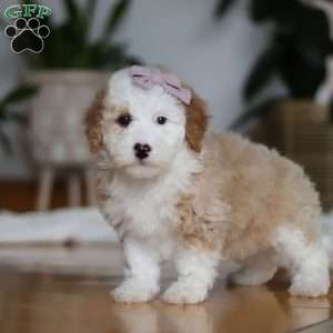 Cassie, Sheepadoodle Puppy