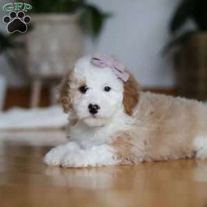 Cassie, Sheepadoodle Puppy