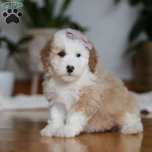 Cassie, Sheepadoodle Puppy