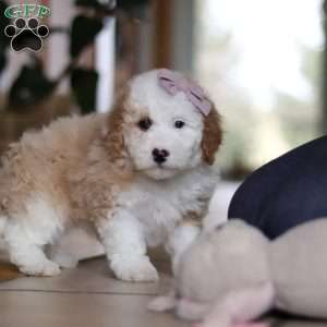 Cassie, Sheepadoodle Puppy