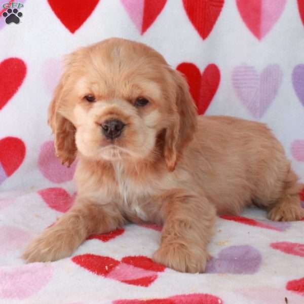 Cassie, Cocker Spaniel Puppy