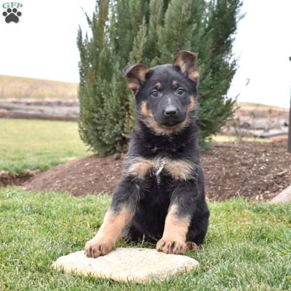 Cassie, German Shepherd Puppy